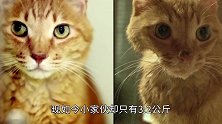 瘦成皮包骨的橘猫，被主人遗弃后拒绝食物，直到遇见暖心小姐姐