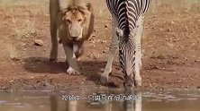 狮子和斑马在河边肩并肩喝水，画面和谐，下一秒斑马就悲剧了