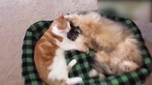 小猫轻轻的拍打主人，主人竟然用手指逗猫咪，真萌！