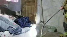 乐清一居民正在睡梦中 蛇突然从天花板掉落爬进被子