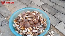 隔壁四嫂给渔村老桑一大盆猫眼螺，老桑说：四嫂比海鲜讨人稀罕