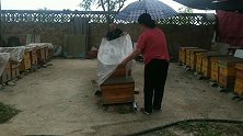 下雨了，曼子爸妈急忙用塑料布给蜜蜂盖上，养蜂也不是那么简单