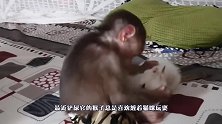 猴子没事儿总喜欢欺负猫咪，打不过还逃不掉，猫咪：求放过