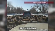全网笑翻！新疆一路口羊群围着车转圈圈，车主老老实实不敢动，网友：游戏不结束不准走