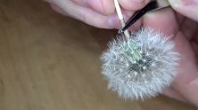 牛人把蒲公英封进环氧树脂里，这创意绝了，被成品惊艳到了