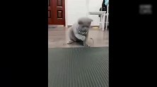 主人拿着逗猫的玩具，一直逗猫咪，猫咪抖动的样子真是好笑！