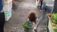 泰迪背子小背篓买菜，一路吸引不少目光