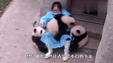 饲养员把熊猫宝宝给大熊猫看，大熊猫愣了：这啥玩意儿？