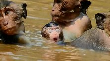 心塞 狠心的母猴带着小猴子玩水 猴宝宝快被水噎死了！