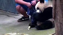 熊猫-我还没喝完呢，别想动我的奶盆！场面笑爆了