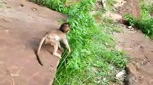 猴子小罗拉欢天喜地见妈妈