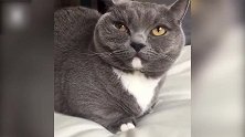 看似睡着的猫咪，稍有动静就会醒来，真是太机灵了！