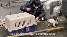 好家伙！地沟掏猫窝，一根猫条骗来十几只猫！