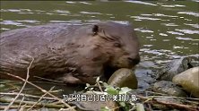河狸咬断一棵树需要多久门齿犹如电锯，让人佩服！