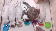 小猫排成一排吃饭，灰猫稍微走下神，就被小猫趁虚而入了