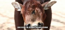 罕见双头牛跳河自尽，生前饱受挫折，画面不堪入目