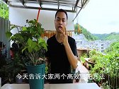 三角梅叶片肥大难开花？2个高效“催花”法，对症下药见效快