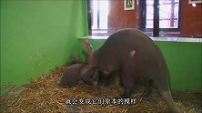 女孩在马厩发现一窝幼崽，长大后才发现不对劲，镜头记录下全过程