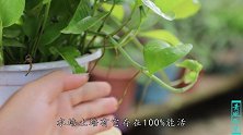 绿萝长出“胡子”？聪明人顺着养，植株长得太旺了