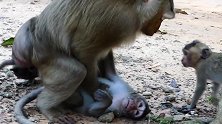 这样看起来令人心碎！一只大猴子在最小的猴子身上做什么