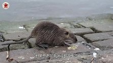 既是拆弹专家又是探求病毒的勇士，老鼠是超级英雄吗(1)