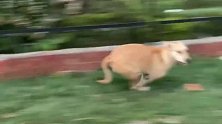 血脉压制！当狗狗看到假老虎扭头就跑！狗狗搞笑视频