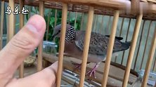 可爱斑鸠，随着主人的手指指示来歌唱，训得太好了
