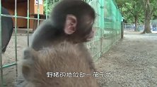 非洲土著训练猴子抓野猪，相互配合天衣无缝，这操作简直太6了！