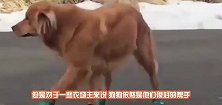 谁说狗怕狼，杜宾犬单挑5头狼，狼犬认怂不敢应战，真正的狗