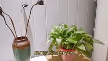 为什么绿萝不能放阳台？多亏老花农提醒，懂的人不多，看完涨知识