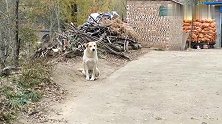 突遇大土狗挡路，主人让离远点，不叫的狗咬人，一点不假