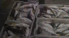 江苏启东：食用野生河鲀不料中毒身亡，3名水产商全部被判刑