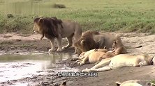 四公里雄狮联盟：狮王兄弟很威武，独霸猎物，只让幼崽一起进食