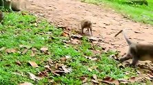 猴王抖威风，母猴只能跑