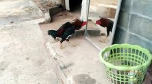 不愧为公鸡中的战斗鸡，连镜子里的自己都要斗一斗