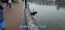 路人帮助小天鹅回家，天鹅父母做出暖心举动，镜头记录全程