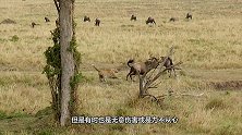 角马幼崽被胡狼攻击，角马妈妈一心护崽，却差点要了孩子的性命！