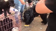 农村狗市：偶遇一条巨型宠物犬，这货是雪纳瑞，狗主人真有钱！