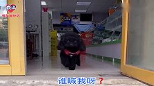 哈士奇迈着六亲不认的步伐要去单挑小泰迪，下一秒你们忍住别笑！