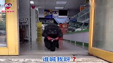 哈士奇迈着六亲不认的步伐要去单挑小泰迪，下一秒你们忍住别笑！