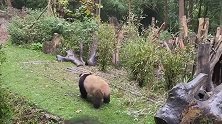 熊猫：不能让你们白花钱，给你们表演个倒车入库，太逗了！
