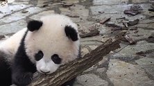 熊猫团子又对动物园里的树下手了，看完忍住别笑