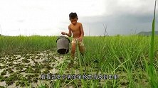 大叔在秧田翻土，哪知土块中包裹着“活鱼”，这是哪门子奇葩事？