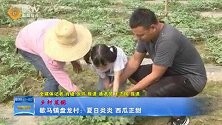 夏日炎炎，瓜果香甜！快来保康这个果园基地打卡吧