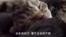 慢镜头下，喵妈妈给孩子舔毛发，妈妈的舌头好像个梳子