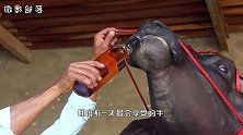 印度有一头牛身价2000万，繁殖一次十万，每天都要喝威士忌