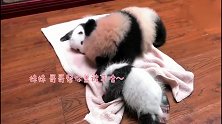 熊猫麻麻,救命啊,哥哥要谋杀我!太萌了
