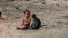 小猴子和宝宝一起玩，猴子时不时的帮宝宝看看有没虱子，好像妈妈