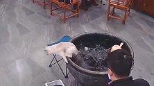 猫咪在水缸边守了好几天了，这次终于下手了，可惜被呛得很惨