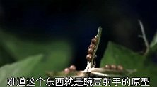 三种植物盘点，植物界的喷子，最无私的草
